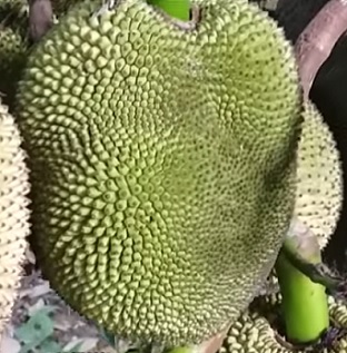 Takto vypadá jackfruit