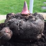 Konjak (Zmijovec indický, Amorphophallus konjac) a jeho přínosy a účinky na zdraví