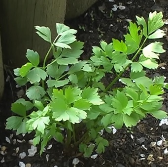 Levisticum officinalis