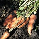 Esenciální olej Mrkev setá (Daucus carota sativa) – vlastnosti, účinky, kontraindikace