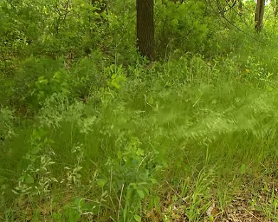 K nejčastějším vyvolavatelům pylové alergie patří v Evropě trávy.
