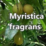 Esenciální olej Muškátový ořech (Myristica fragrans) – vlastnosti, účinky, kontraindikace