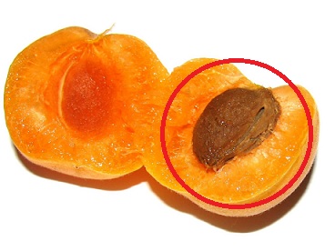 Meruňková jádra a jejich konzumace - léčí rakovinu?