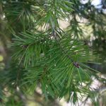 Esenciální olej Douglaska tisolistá (Pseudotsuga menziesii) – vlastnosti, účinky, kontraindikace