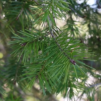 Pseudotsuga menziesii