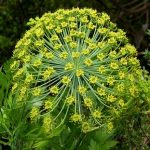 Esenciální olej Galbanum (Ferula galbaniflua) – vlastnosti, účinky, kontraindikace