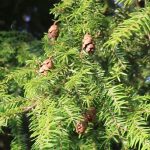 Esenciální olej Jedlovec kanadský (Tsuga canadensis) – účinky, vlastnosti, kontraindikace