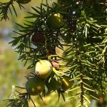 Esenciální olej Jalovec červenoplodý (Juniperus oxycedrus) – vlastnosti, účinky, kontraindikace