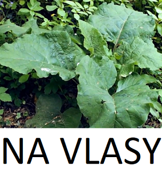 Lopuchová voda či lopuchový olej na vlasy