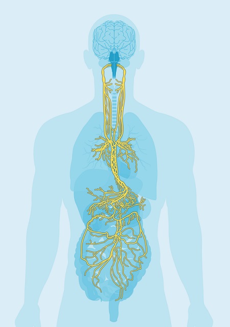 Bloudivý nerv (nervus vagus) patří mezi 12 hlavových nervů a označuje se římskou číslicí X. Vychází z prodloužené míchy, probíhá kolem karotid (krkavice), dostává se do mezihrudí kolem jícnu a trachey, přes bránici do břicha, a jeho větve se rozvětvují do všech vnitřních orgánů.
