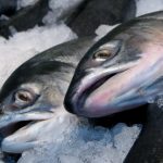 Alergie na ryby (tuňáka, lososa) – příznaky, příčiny a léčba