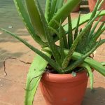 Aloe vera a cukrovka – může tato rostlinka pomoci?