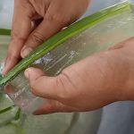 Aloe vera a děti – mohou sílu Aloe využívat i děti?