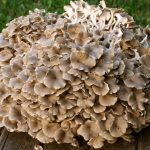 Polyporus umbellatus (Choroš oříš) – jaké má účinky na zdraví?