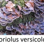 Houba Outkovka pestrá (krocaní ocas, Coriolus Versicolor či Trametes versicolor) – jaké má účinky