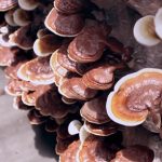 Medicinální houby a jejich účinky – bojují s rakovinou i nakopnou váš imunitní systém