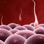 Jak dochází k oplodnění – jak vypadá závod spermií
