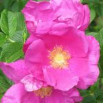 Mei Gui Hua (Rosa rugosa) – jaké má tento čaj účinky pro zdraví?