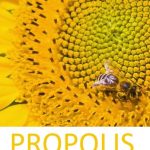 Propolis na pleť – na akné i další problémy pokožky – jak ho použít?