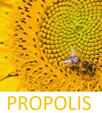 Propolis na pleť - na akné i další problémy pokožky - jak ho použít?