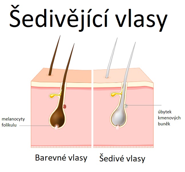 Jak šediví vlasy