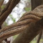 Jaká rizika může mít ayahuasca? A co je to ayahuasca ceremoniál?