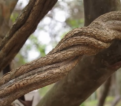 Banisteriopsis caapi