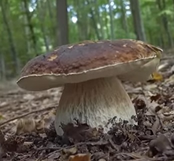 Můžeme houby považovány za zdravé?