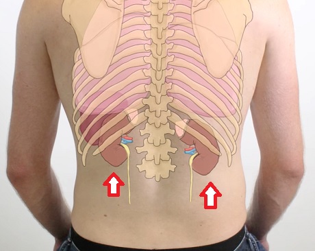 Umístění ledvin v těle