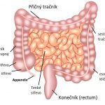 Jak fungují střeva? A jak jsou vlastně střeva dlouhá?