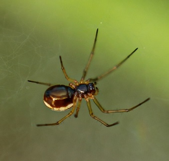 Arachnofobie, jinak známá jako fobie z pavouků, je intenzivní strach z pavouků a jiných pavoukovců.