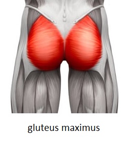 Gluteus v lidském těle