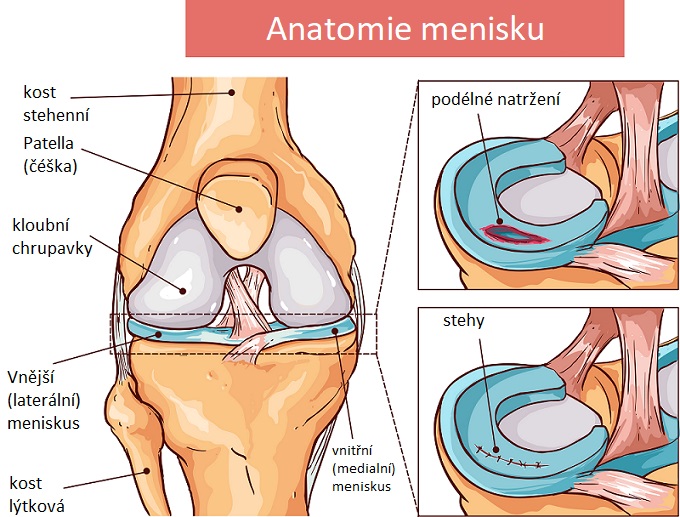 Meniskus - anatomie