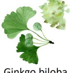 Ginkgo biloba na paměť – účinná, ale i nebezpečná