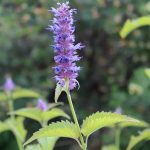 Máta korejská (Agastache Rugosa) a její účinky na zdraví