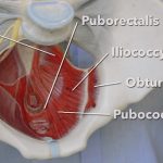Posilování svalů pánevního dna – proč a jak?