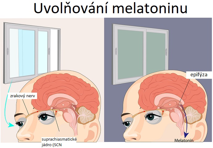 Uvolňování melatoninu v těle