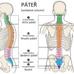 Jak protáhnout krční páteř?