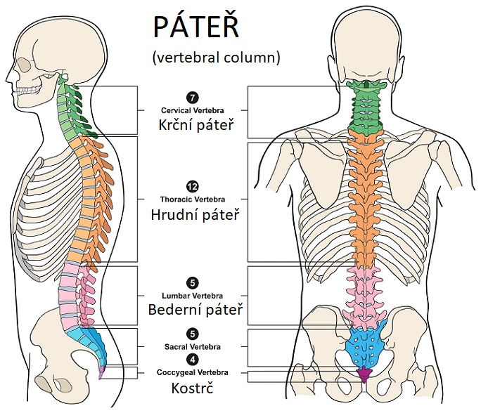 Části páteře