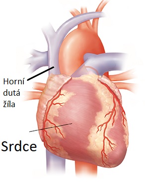 Kde je horní dutá žíla