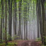 Lesní mysl, les a zdraví – vliv přírody na budování odolnosti proti stresu