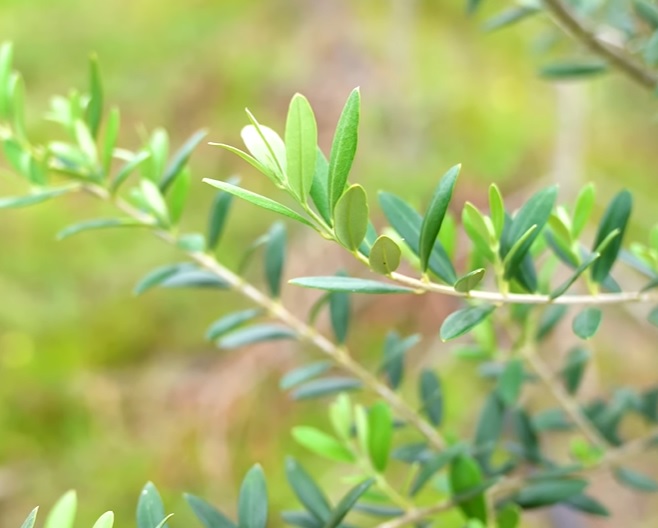 Takto vypadají olivové listy