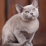 Ailurofobie – strach z koček – příznaky, příčiny a léčba