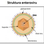Enteroviry – kompletní průvodce – co způsobují, příznaky a léčba