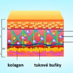 Elastin – co je to a jaké jsou funkce elastinu v pleti?