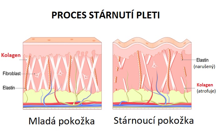 Proces stárnutí pleti