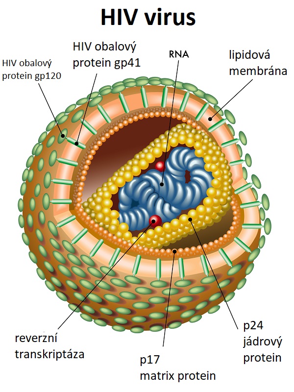 Struktura viru HIV - ilustrace