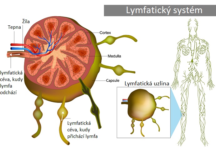 Lymfatická uzlina a systém - ilustrace