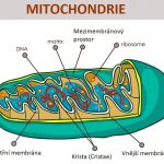 Co jsou mitochondrie a jakou mají funkci v těle?
