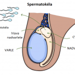 Spermatokéla – co je to – příznaky, příčiny a léčba